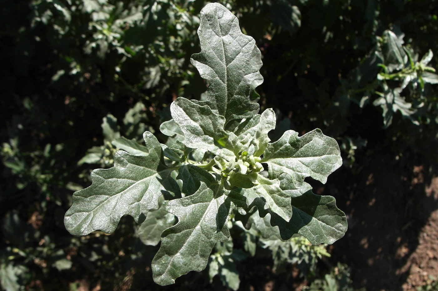 Image of Atriplex tatarica specimen.