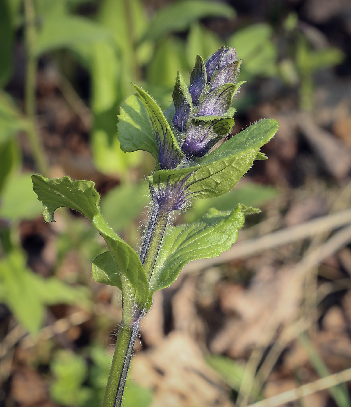 Изображение особи Ajuga reptans.