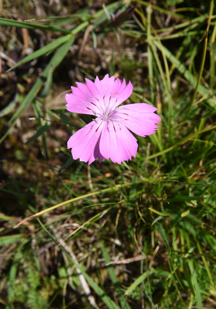 Изображение особи род Dianthus.