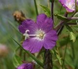 Epilobium hirsutum. Цветок. Чечня, Шаройский р-н, юго-восточный склон горы Чархунышкорт, выс. 2100 м н.у.м, на дороге. 7 августа 2023 г.