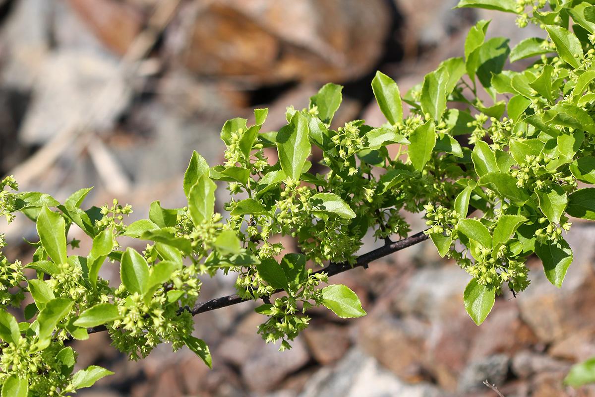 Image of Celastrus orbiculata specimen.