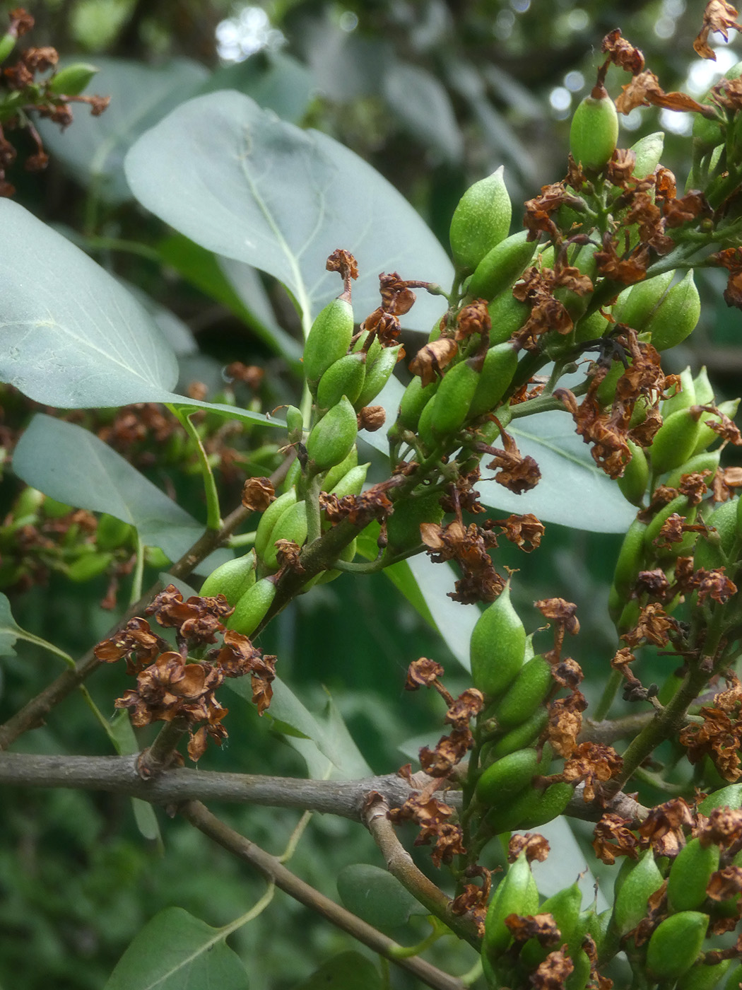 Image of Syringa vulgaris specimen.