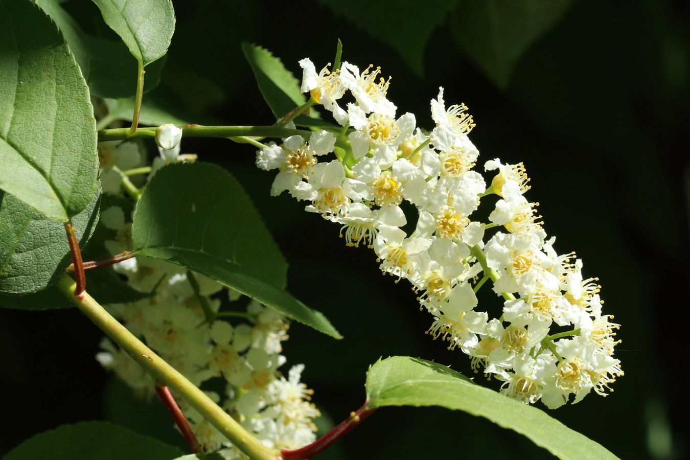 Image of Padus virginiana specimen.