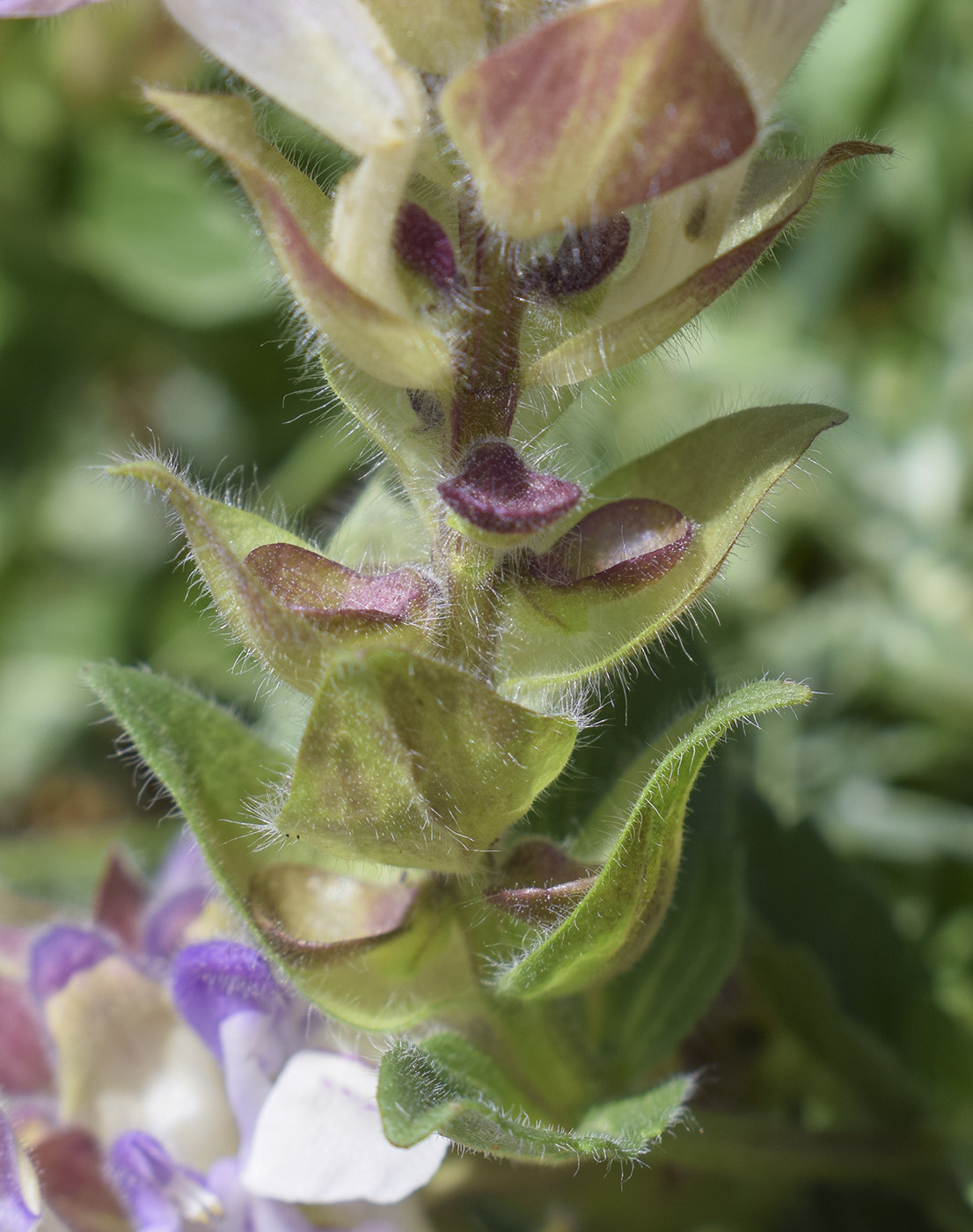 Изображение особи Scutellaria alpina.