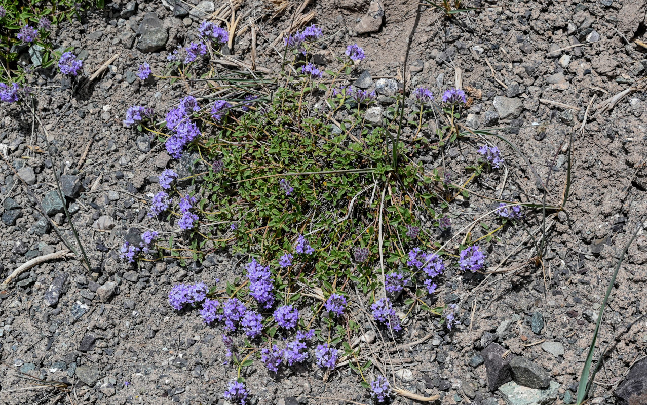 Image of Ziziphora pamiroalaica specimen.