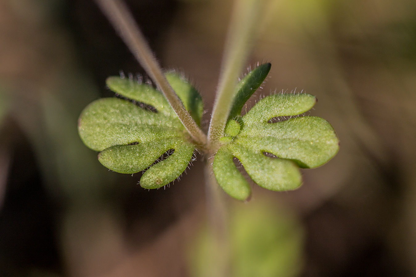 Изображение особи Veronica triphyllos.