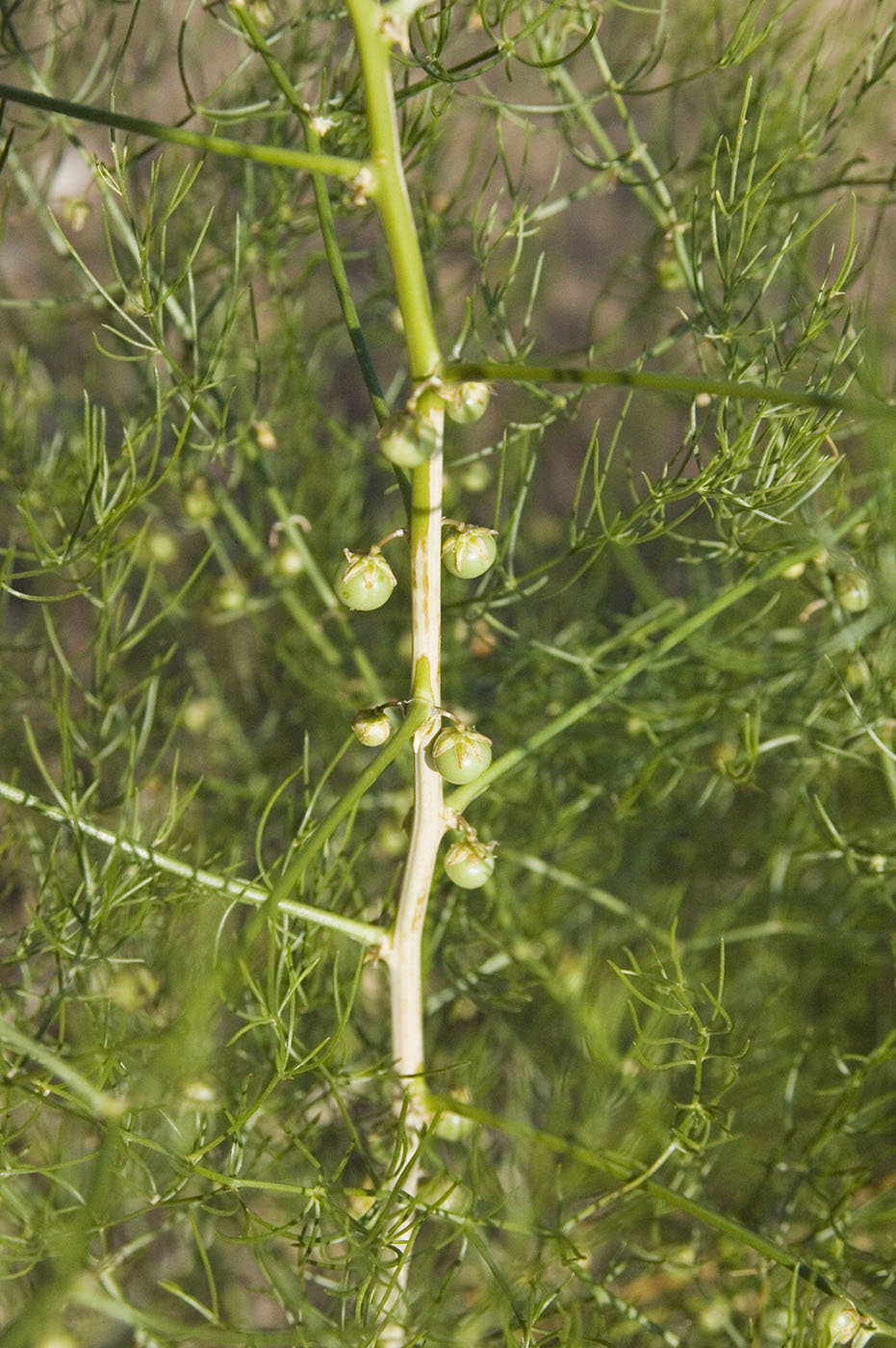 Image of Asparagus burjaticus specimen.