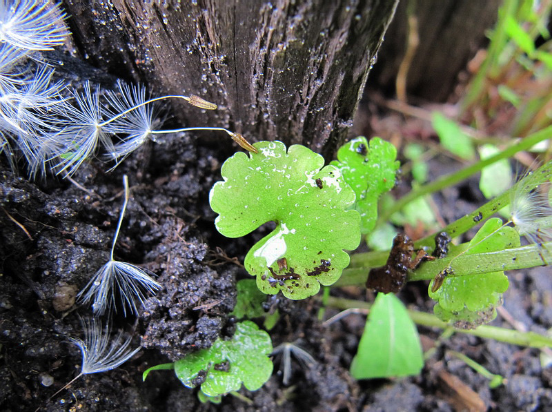 Image of Chrysosplenium alternifolium specimen.