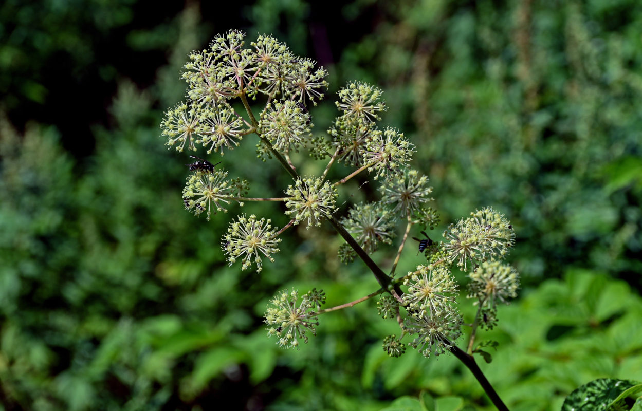 Image of Aralia cordata specimen.