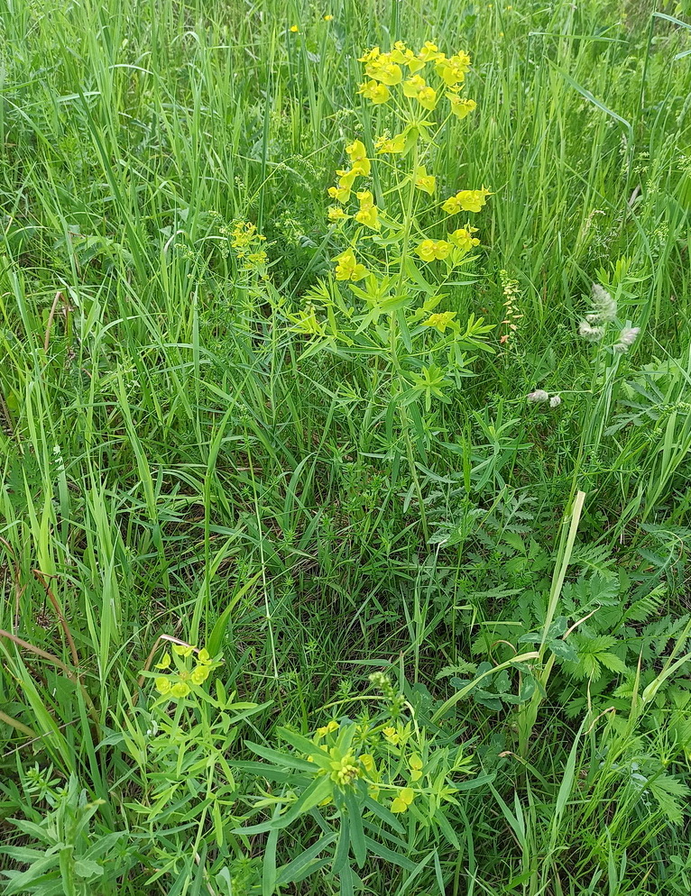 Image of Euphorbia lamarckii specimen.