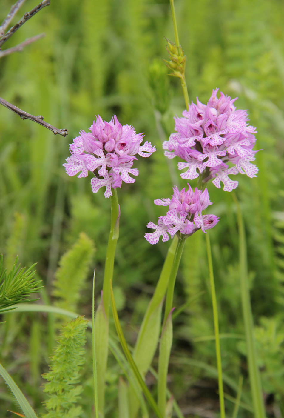 Изображение особи Neotinea tridentata.