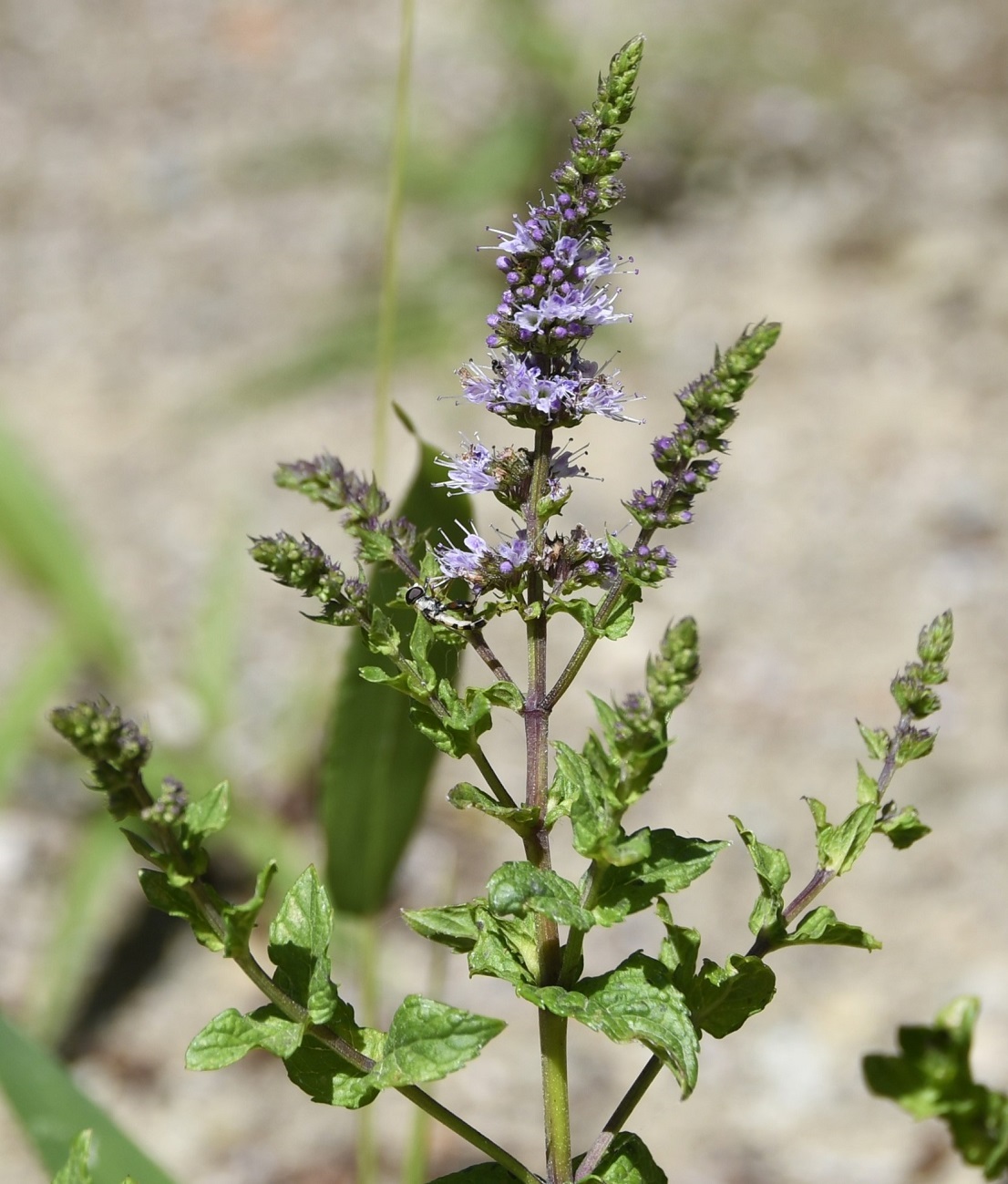 Image of Mentha spicata specimen.