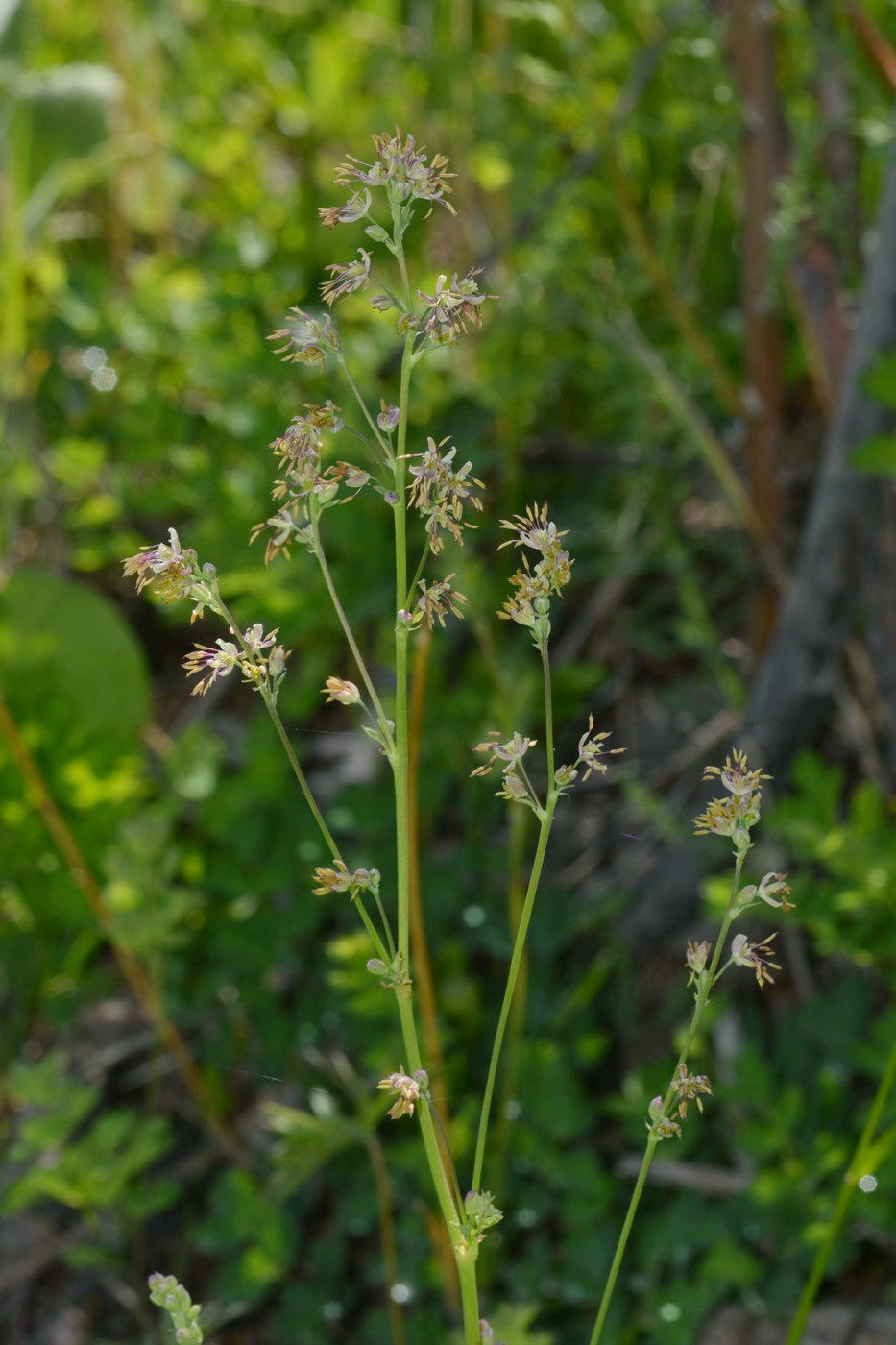 Изображение особи род Thalictrum.