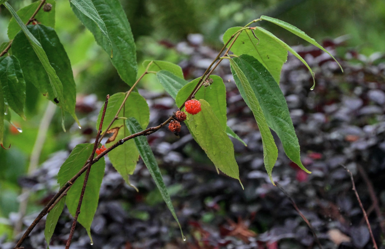 Image of Broussonetia papyrifera specimen.