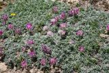 Hedysarum minjanense. Цветущее растение в сообществе с Potentilla orientalis. Таджикистан, Горно-Бадахшанская автономная обл., Рушанский р-н, хр. Северо-Аличурский, Ирхтские горы, Сарезское оз., Ирхтский залив, дол. р. Лянгар, выс. ≈ 3300 м н.у.м., увлажнённый мелкозёмистый берег ручья. 27 июня 2024 г.