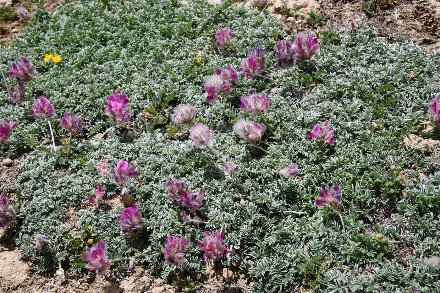 Image of Hedysarum minjanense specimen.