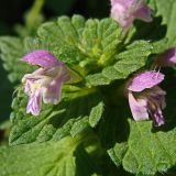 Galeopsis bifida. Цветки и листья. Хабаровский край, окр. г. Комсомольск-на-Амуре, разнотравный луг. 14.08.2024.