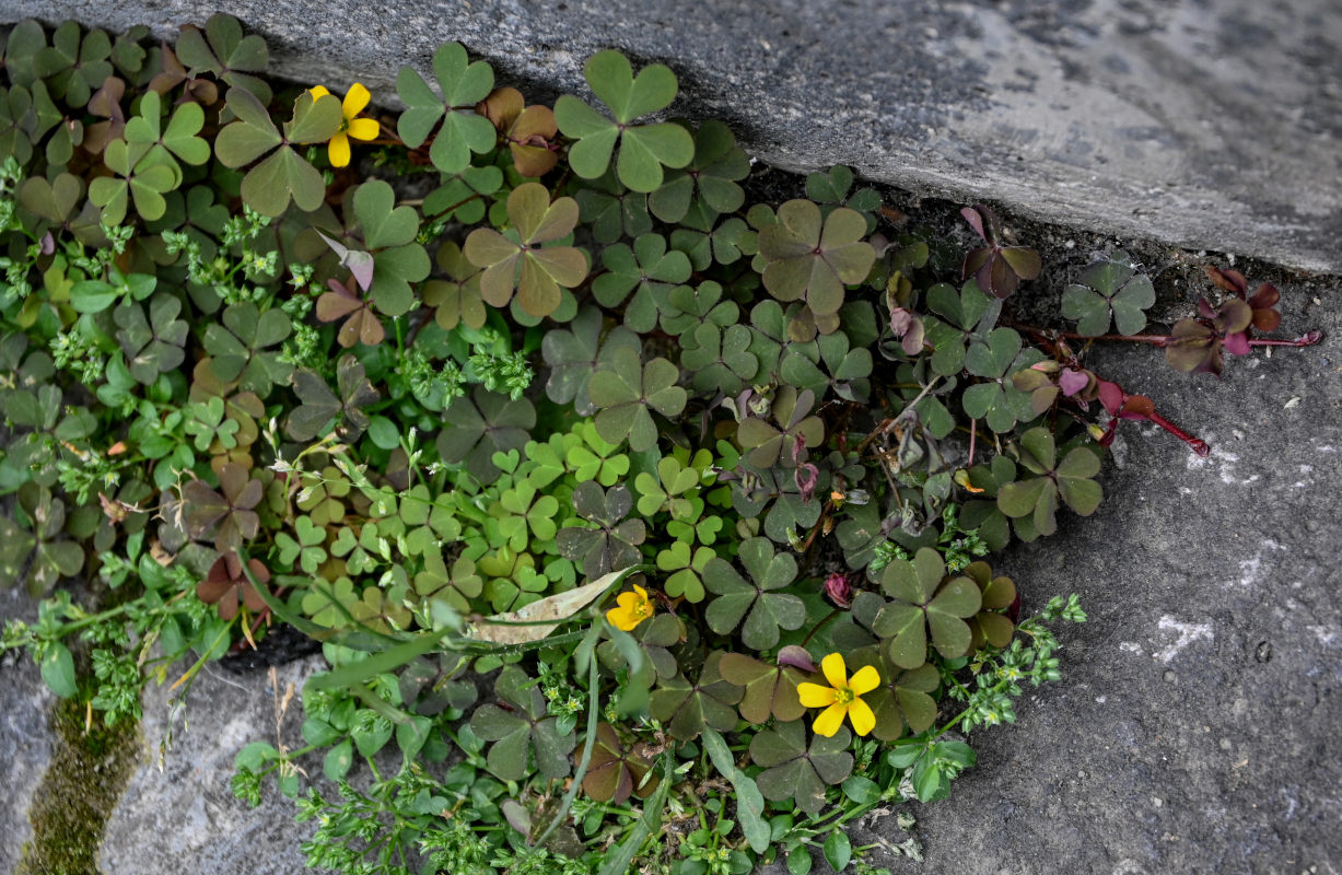 Изображение особи Oxalis corniculata.