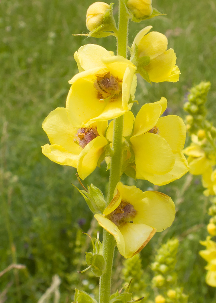 Image of Verbascum pyramidatum specimen.