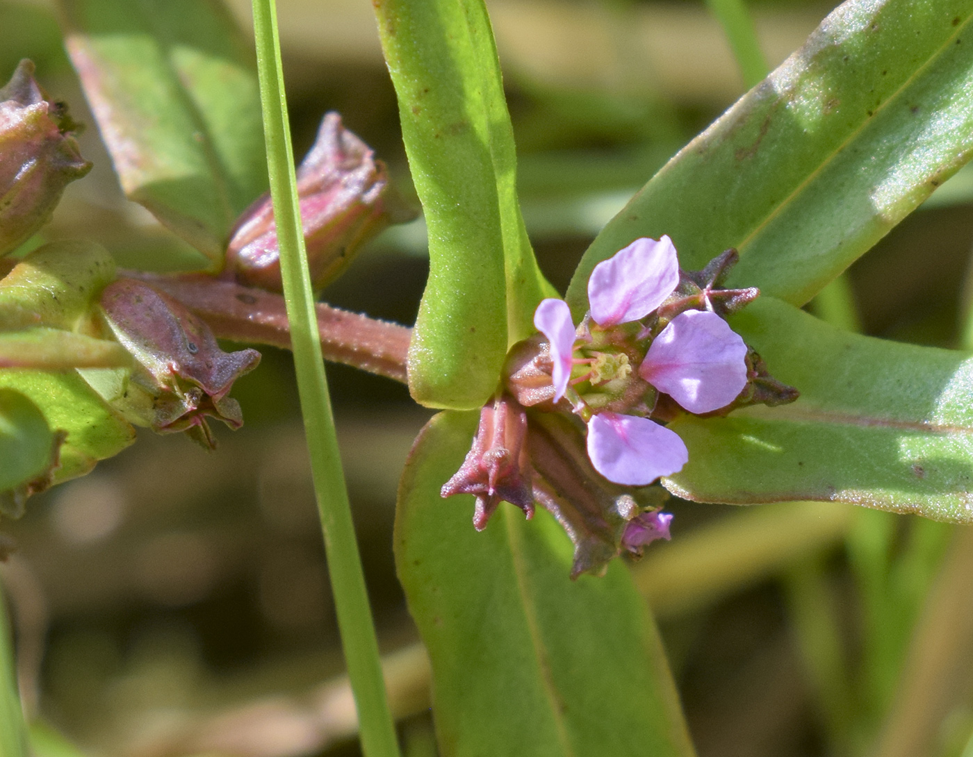 Изображение особи Ammannia robusta.