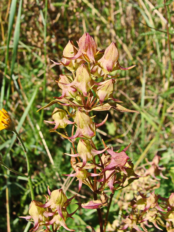 Image of Halenia corniculata specimen.