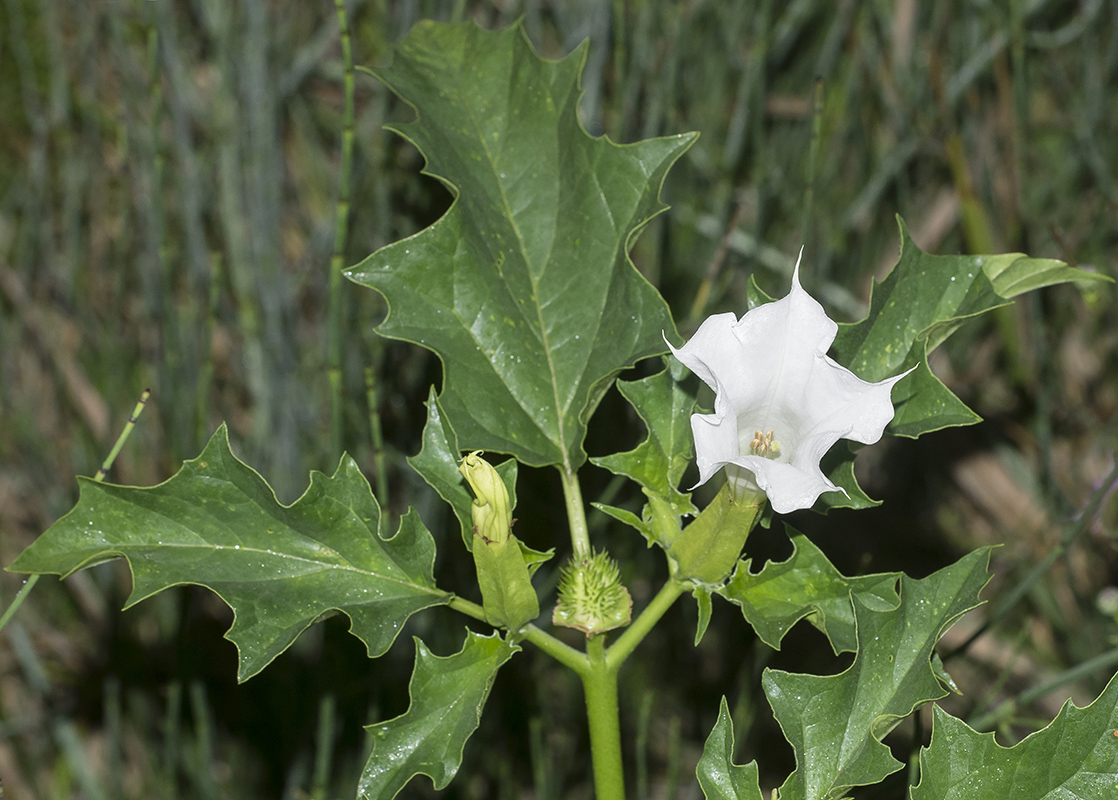 Изображение особи Datura stramonium.