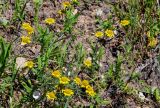 Anthemis tinctoria. Цветущие растения в сообществе с Convolvulus arvensis. Костромская обл., г. Кострома, устье р. Кострома, каменистый участок лугового склона. 29.06.2024.