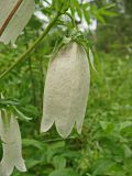 Campanula punctata. Часть побега с цветком. Хабаровский край, окр. г. Комсомольск-на-Амуре, дол. руч. Тёплый ключ, опушка лиственного леса. 04.07.2024.