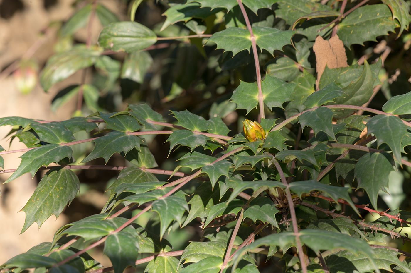 Изображение особи род Mahonia.