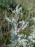 Artemisia messerschmidtiana. Верхушка побега. Иркутская обл., Ольхонский р-н, Маломорское побережье Байкала, мыс Зундук, остепнённый луг. 21.07.2013.