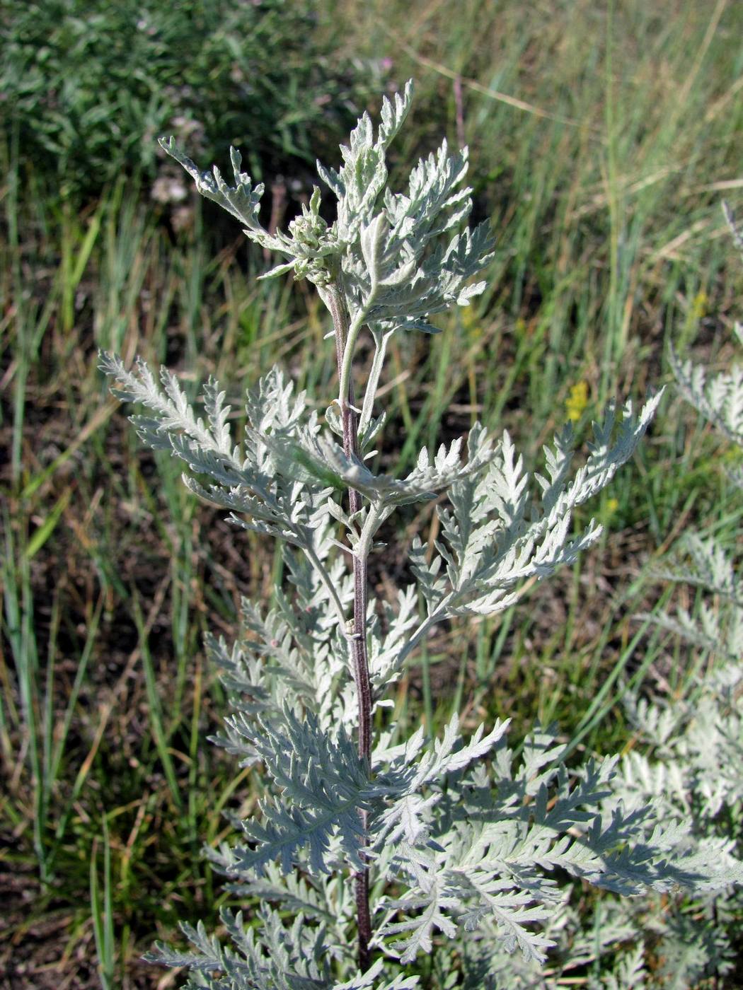 Изображение особи Artemisia messerschmidtiana.