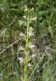 Platanthera chlorantha. Верхушка соцветия. Испания, автономное сообщество Каталония, провинция Жирона, комарка Рипольес, муниципалитет Сеткасес, окр. курорта \"Вальтер 2000\", ≈1900 м н.у.м., склон юго-западной экспозиции, опушка соснового (Pinus uncinata) леса. 23.06.2024.