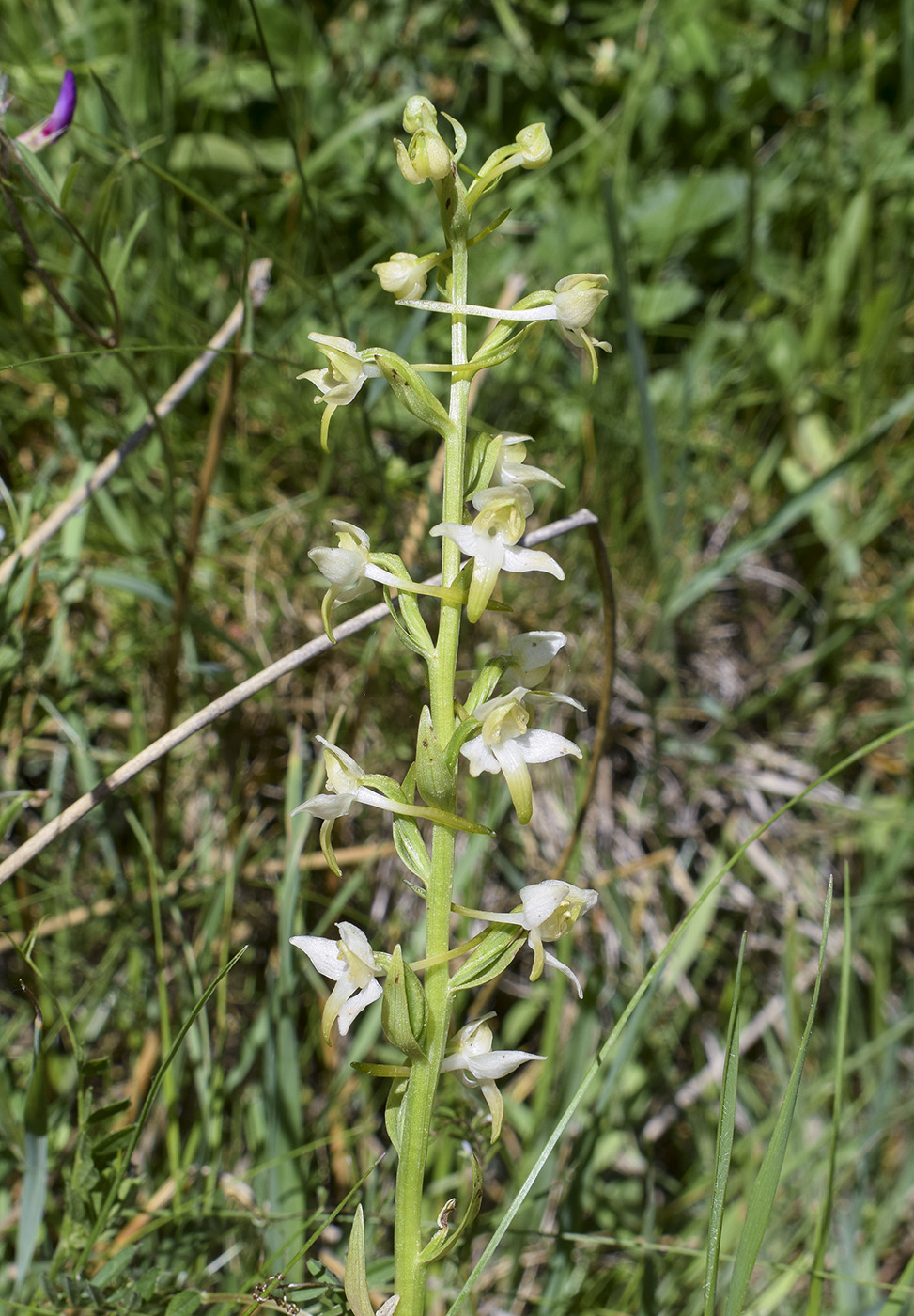 Image of Platanthera chlorantha specimen.