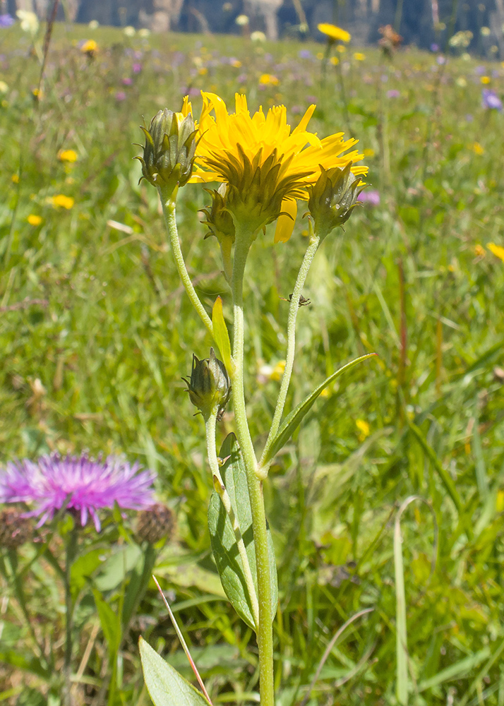 Image of genus Hieracium specimen.