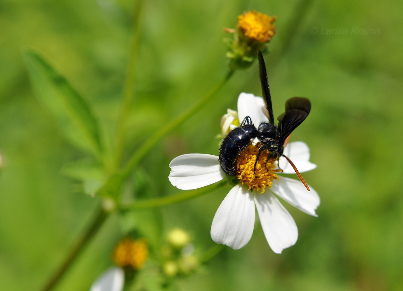 Изображение особи Bidens alba.