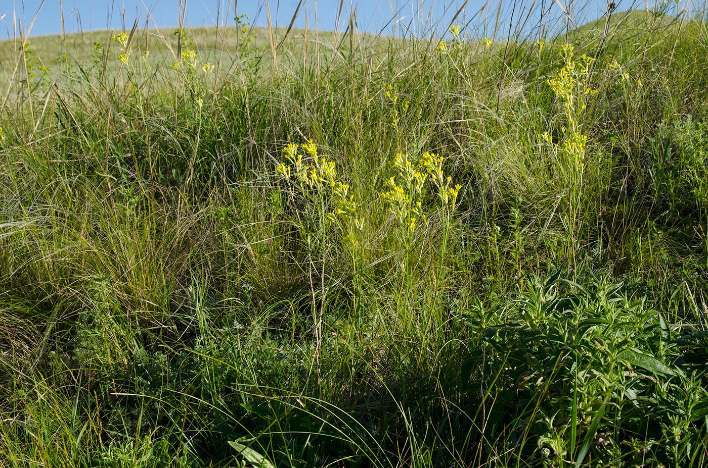 Изображение особи Erysimum canescens.