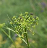 View full-size image Peucedanum longifolium