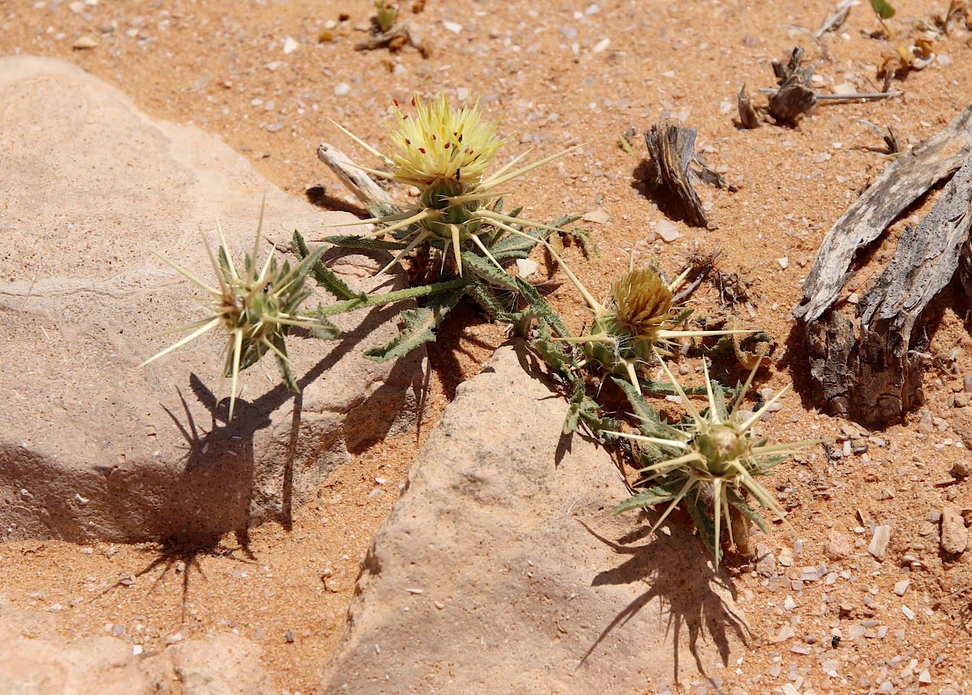 Image of Centaurea pallescens specimen.