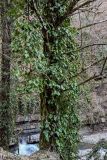View full-size image Hedera colchica
