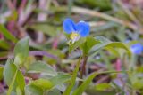 View full-size image Commelina communis