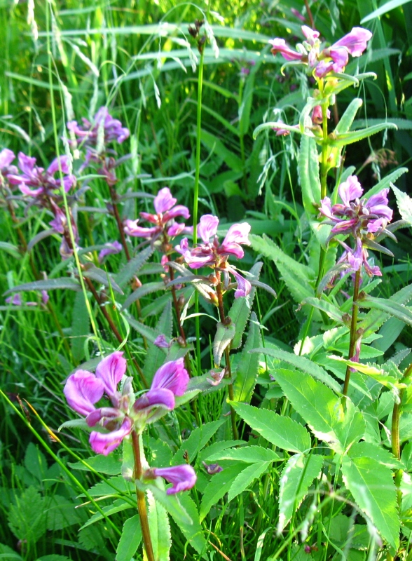 Изображение особи Pedicularis resupinata.