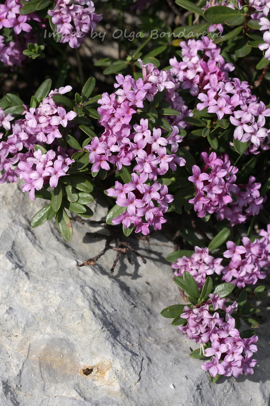 Image of Daphne circassica specimen.