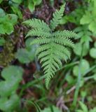 View full-size image Phegopteris connectilis