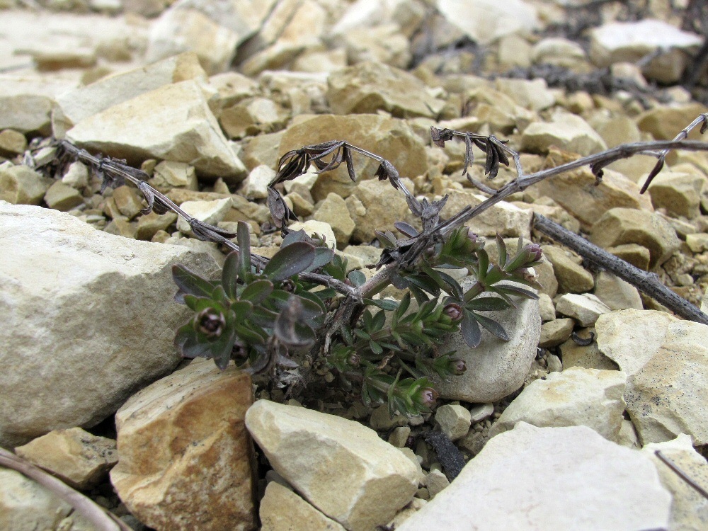 Image of genus Galium specimen.