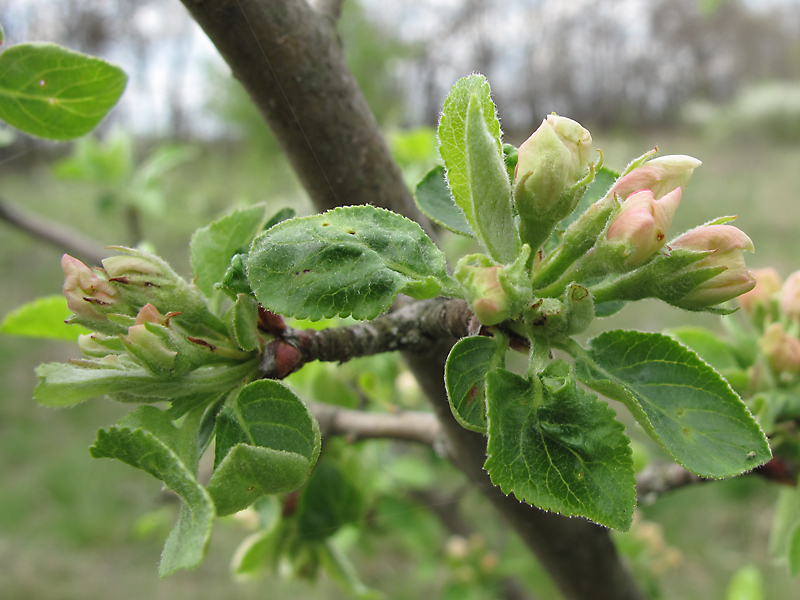 Image of genus Malus specimen.