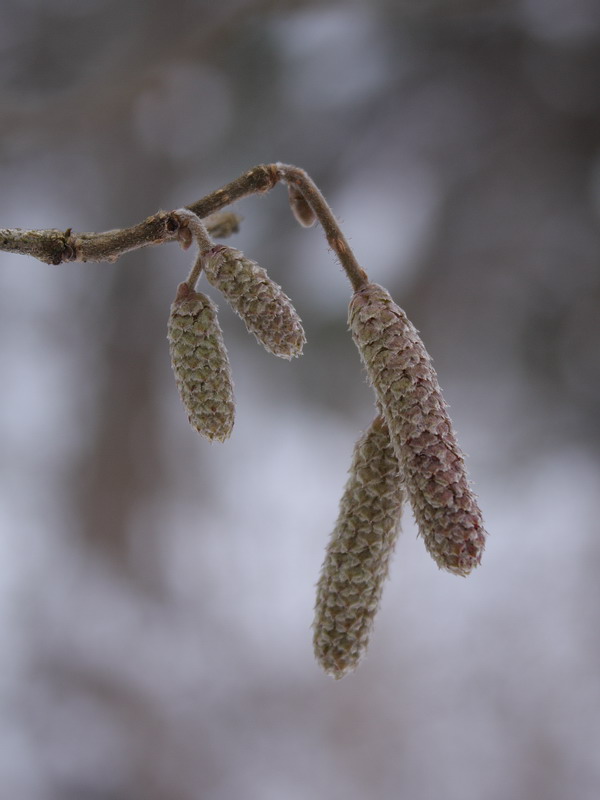 Изображение особи Corylus avellana.