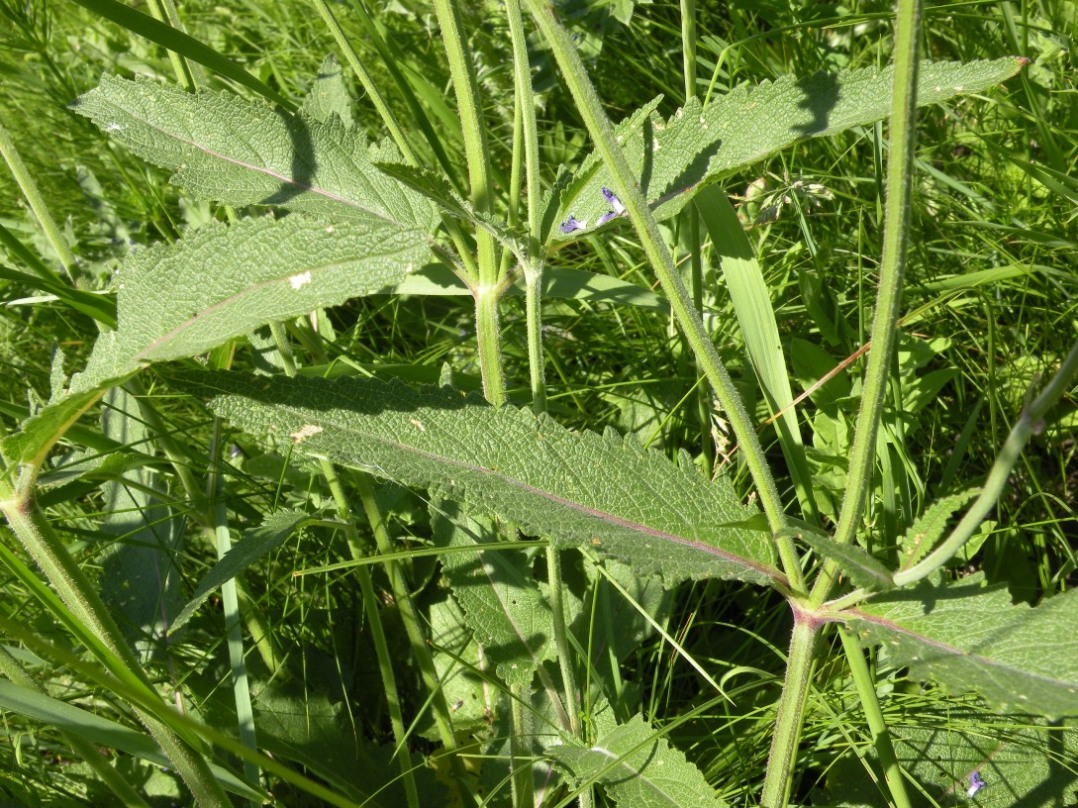 Image of Salvia betonicifolia specimen.