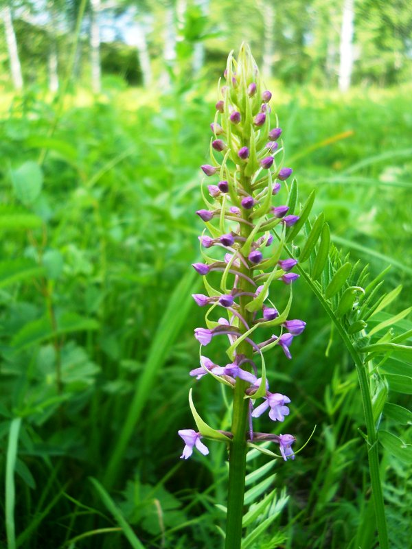 Изображение особи Gymnadenia conopsea.