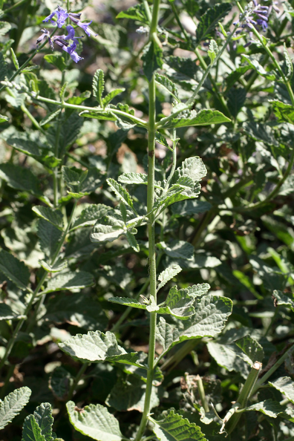 Image of Perovskia scrophulariifolia specimen.