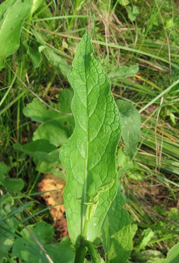 Image of Symphytum officinale specimen.